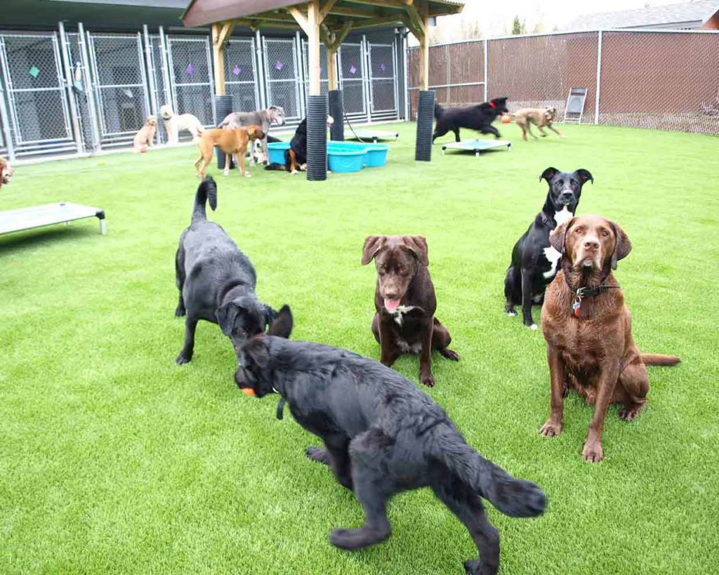 dog artificial grass
