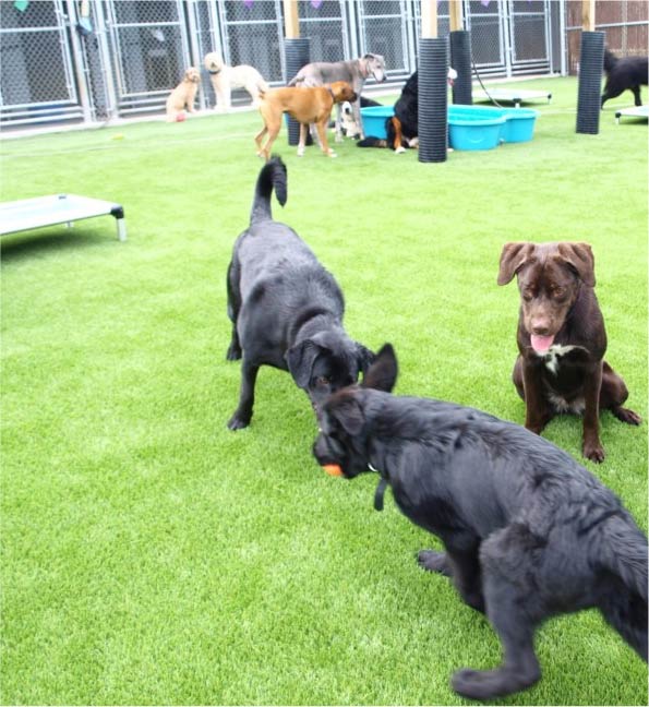 Gazon Synthétque Réalste Pour Cour, Terrasse, Tour De Pscne. Danel