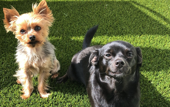 GAZON SYNTHÉTIQUE POUR ANIMAUX