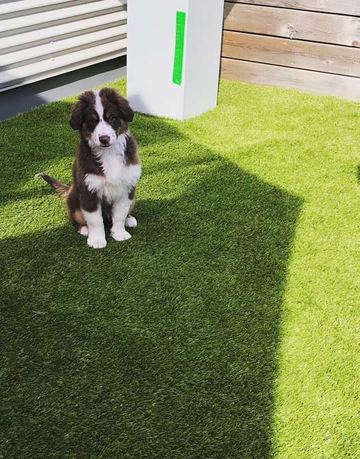 80 x 120 cm gazon artificiel tapis d'herbe pour chien et paillasson  intérieur extérieur gazon artificiel pelouse pour chiens potty zone de  dressage Patio pelouse d