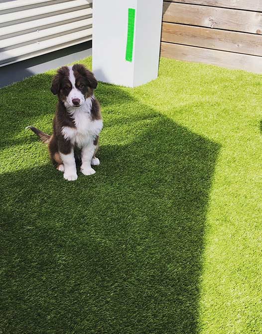 Tapis d'urine de gazon artificiel vert pour animaux de compagnie