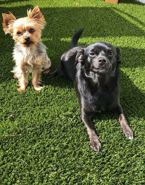 avantage-artificial-turf-green-turf-cheap-price-low-cost