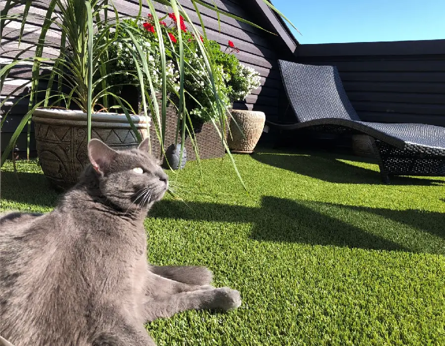 Cat Artificial grass balcony